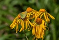 MeadÃ¢â¬â¢s Sulphur, Colias meadii, Butterfly on Yellow Colorado Wildflowers, Handies Peak, Colorado